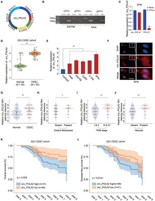 CircRNA circ_POLA2 Promotes Cervical Squamous Cell Carcinoma Progression via Regulating miR-326/GNB1